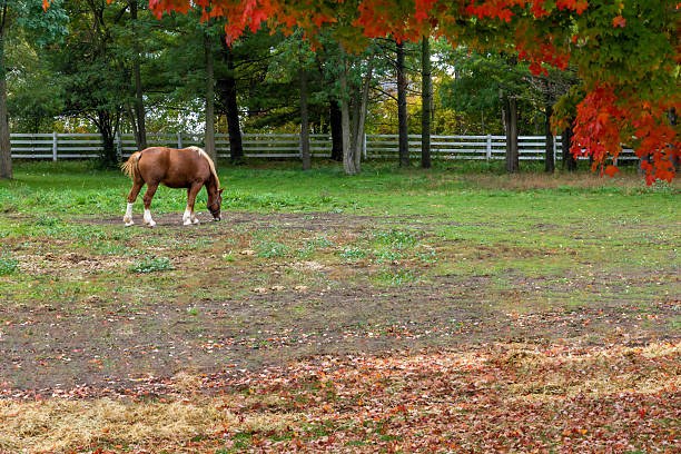 A serene brown horse grazes in the picturesque pastures of Mountsberg Conservation Area, Ontario, surrounded by vibrant fall foliage.