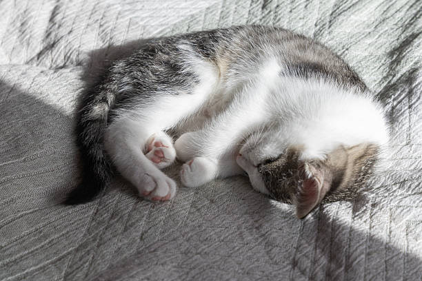 Cute tabby cat with white spots resting on a white blanket, her head leaning at a pink blnket