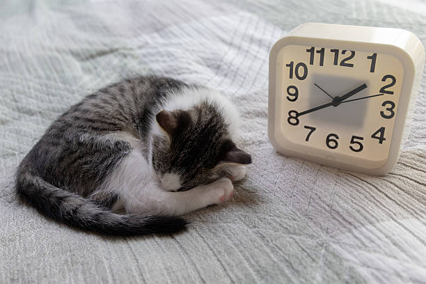 Sleeping cat curled up next to vintage alarm clock on soft textured blanket. copy space