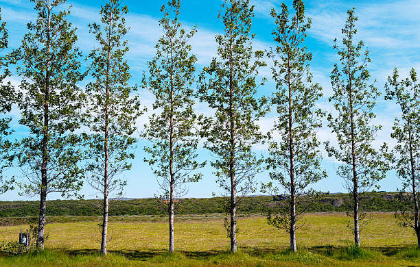 A row of tall trees stands in the foreground against a striking blue sky. The vibrant greenery contrasts with the golden grass and distant hills, creating a serene natural landscape.