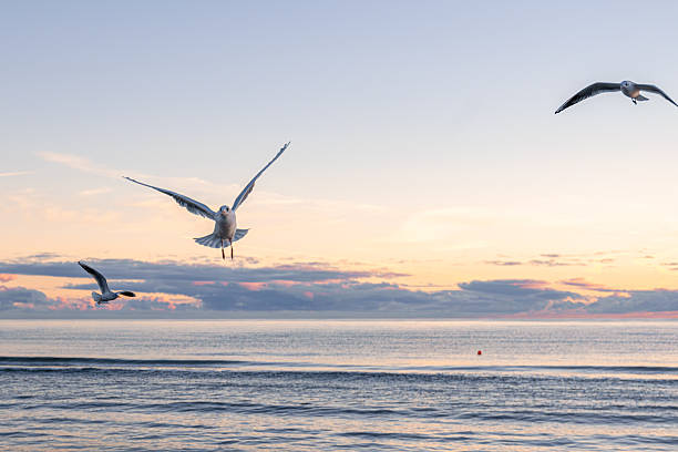istock Three seagulls flying above calm sea. Freedom in motion. 2242856535