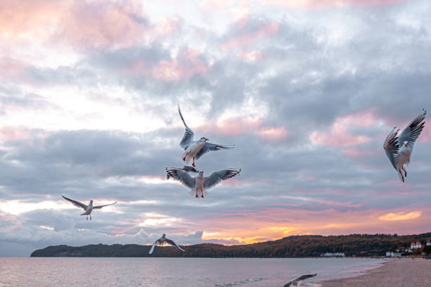 A small group of seagulls drifts along the shore under warm evening clouds. The scene blends motion with shoreline calm.