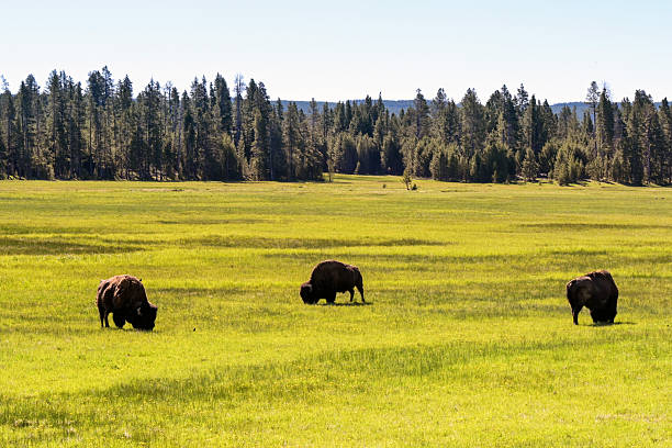 istock Bison grazing on a meadow in Yellowstone National Park 2242857707