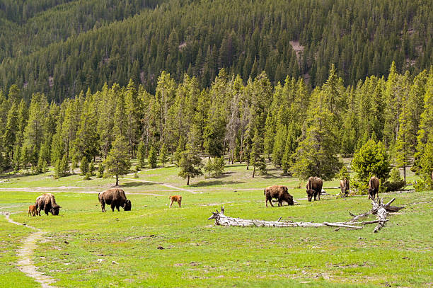 American Bison walking in field near forest in Yellowstone National Park in Autumn