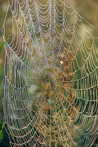 House of spider. Natural texture before sun raise. Spider web with drops of dew at dawn in sunny rays. Wet grass before sun raise. Spider web with droplets of water. Sunlights in morning