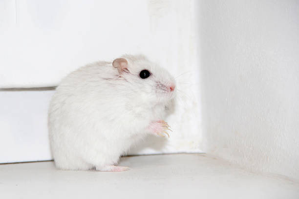 A tiny white hamster with jet-black eyes is determinedly attempting a great escape. It scales the bars of its cage, tiny claws gripping tightly. Its slender body stretches upwards, nose twitching towards the tempting freedom just beyond. The dark, beady eyes are fixed with intense focus on the world outside its wired walls, full of hope and mischief.