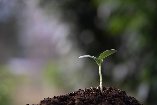 istock macro focus of autumn pumpkin sprout growing 2242861295