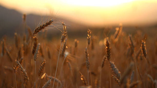 istock Golden wheat ears glowing at sunset 2242861299