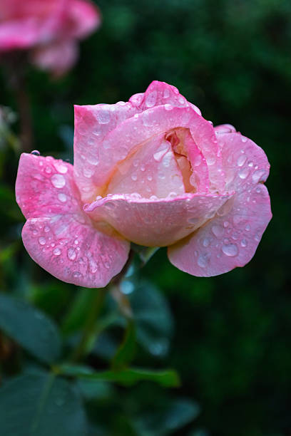 istock Pink Rose Petals Covered in Rain Water Droplets 2242861628