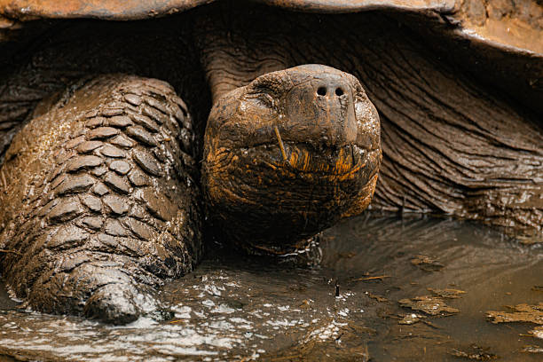 istock GALAPAGOS, ECUADOR, WILDLIFE - Large tortoise is in a muddy pond 2242862705
