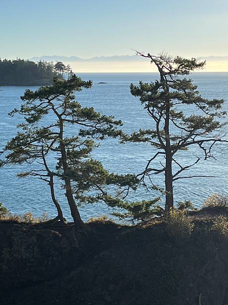 istock Incredible coastal scenery highlight the Lighthouse Point Trail on a sunny day in autumn 2242864048