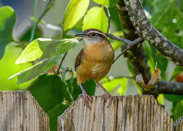 istock A Carolina Wren perched on a fence. 2242865995