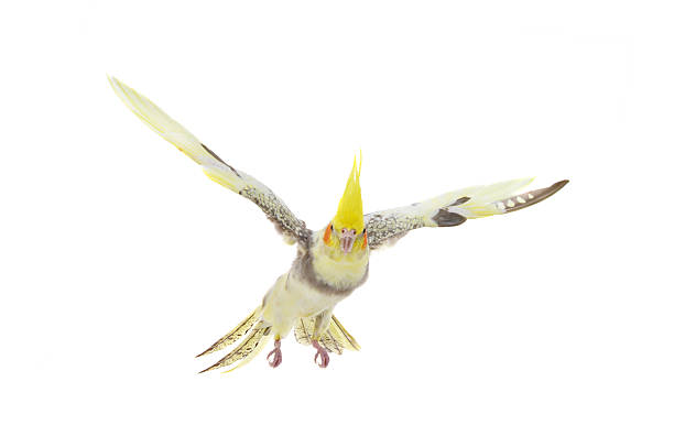 istock parrot flies with its wings spread cockatiel isolated on a white background 2242866008