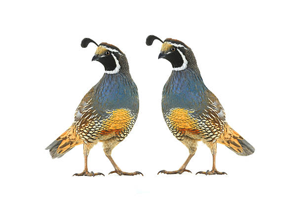 istock two male california quail isolated on a white background 2242866023