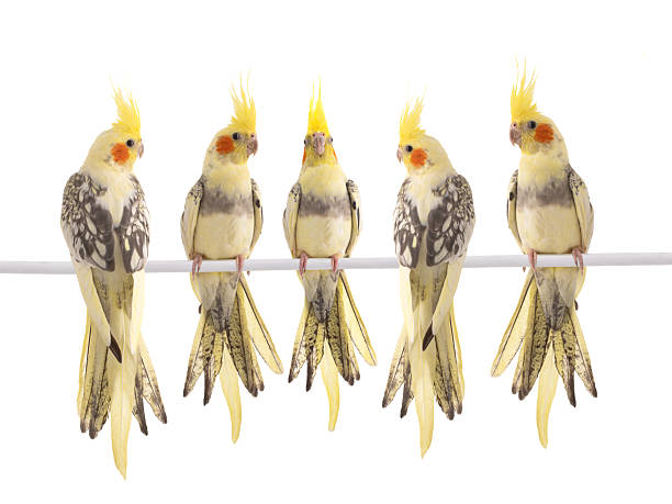 istock five cockatiel (Nymphicus hollandicus) parrot isolated on a white background 2242866030