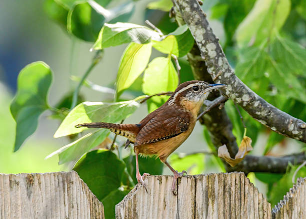istock A Carolina Wren perched on a fence. 2242866033