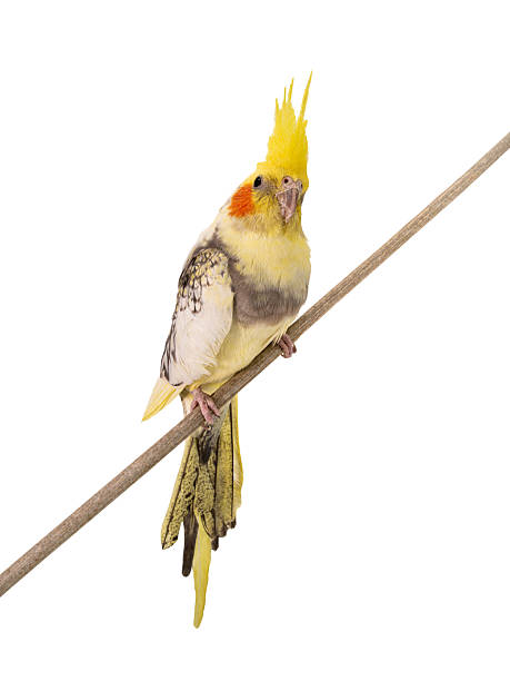 istock cockatiel parrot isolated on a white background 2242866050