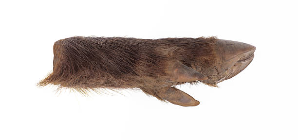 istock boar hoof isolated on white background 2242866431