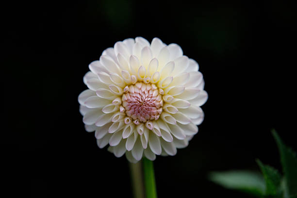Perfect White and Pink Pompon Dahlia on Black Background