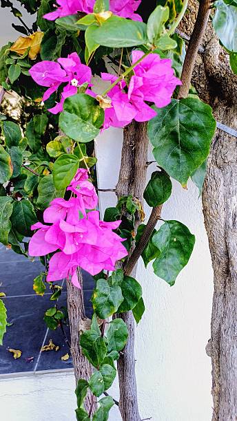 istock Pink bougainvillea. 2242867689
