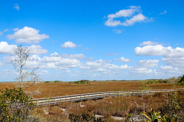 The wetland of the Everglades National Park in Florida