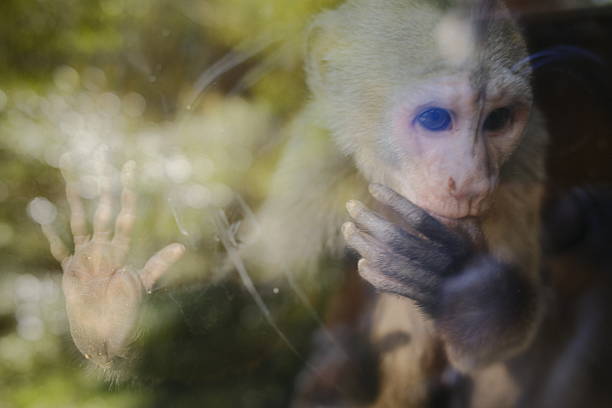 A paradise for wild monkeys in a popular tourist spot in the northern part of Nagano Prefecture, Hokushin, Japan.The monkeys come to bathe in hot springs in the winter. Tourists from all over the world come to observe the monkeys.