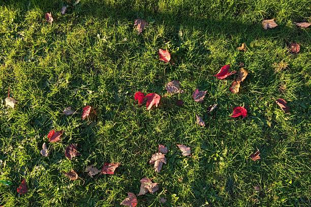 Autumn leaves background. A red maple leaves on a grass