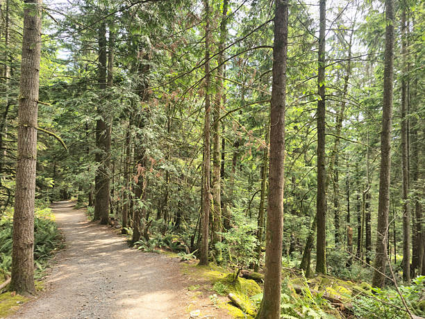 istock A path with ferns and coniferous trees in the mountain forest. Canada. Canadian forest. British Columbia 2242872260