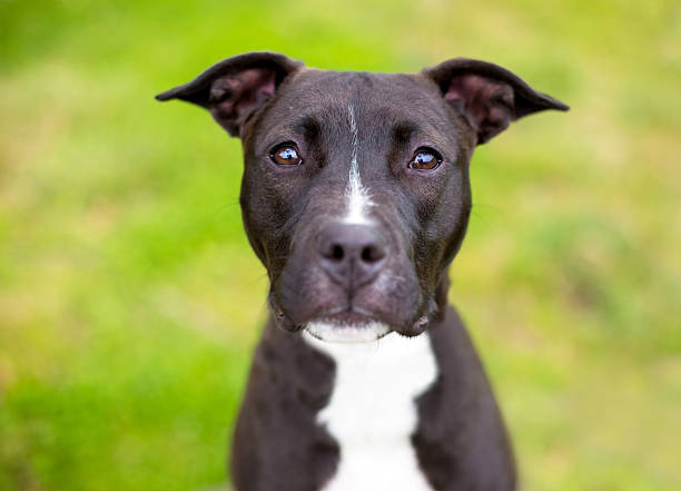 istock A black and white Terrier mixed breed dog looking at the camera 2242872460