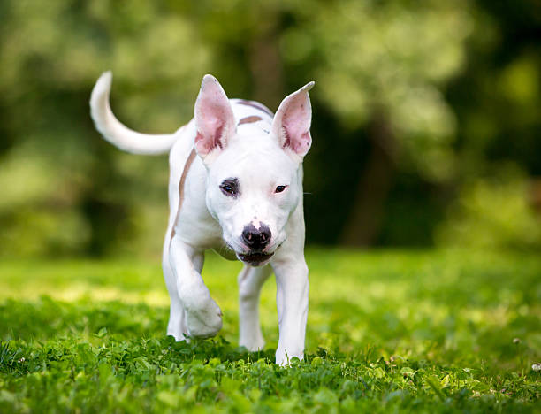 istock A Terrier mixed breed dog walking toward the camera 2242872465