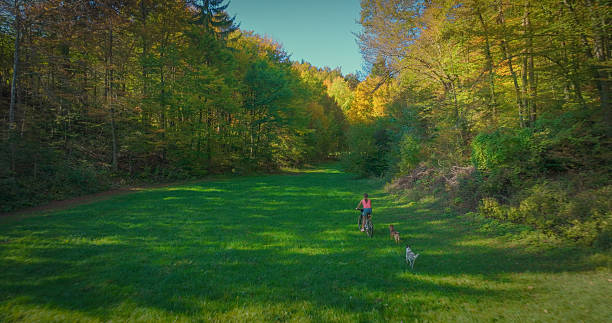 istock AERIAL: Woman rides bike along grassy path while two dogs run alongside her 2242875438