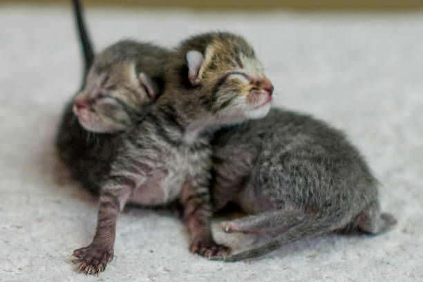 istock Adorable Newborn Kittens Cuddling And Sleeping Together On Soft Floor Surface In Warm Light At Home 2242882740