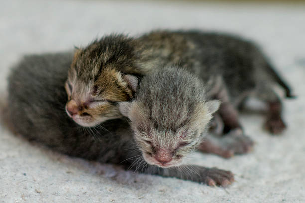 Two tiny newborn kittens cuddle and nap on a light textured surface, showcasing delicate fur, tiny noses, and peaceful companionship. Ideal for baby animal, family, and home décor themes.