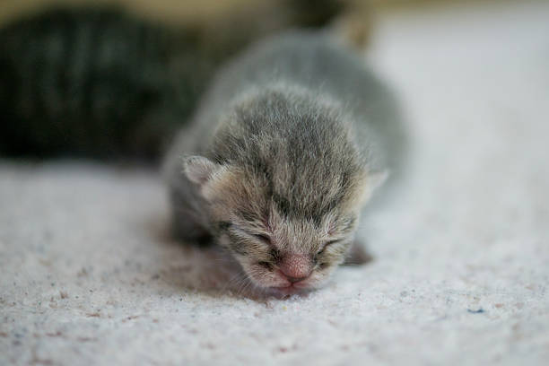 istock Adorable Newborn Kitten Sleeping Peacefully On Soft Surface, Pink Nose And Tiny Fur During Early Life 2242882764