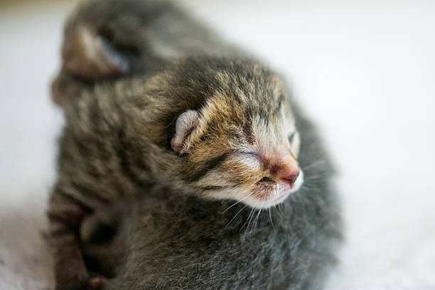 istock Newborn Calico Kitten Sleeping Peacefully in Soft Light for a Cozy Home Moment 2242882772