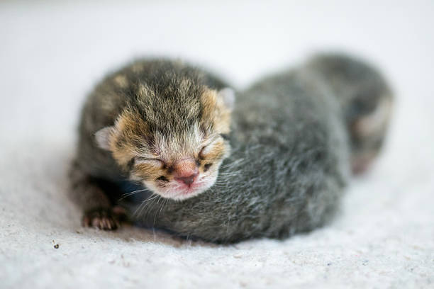 istock Adorable Newborn Kitten Sleeping Peacefully On Soft Light Background For Stock Use 2242882773