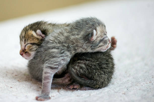 istock Two Newborn Kittens Snuggle Together On Soft Blanket In Warm Morning Light 2242882779