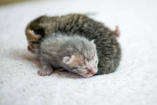 istock Adorable Newborn Kittens Sleeping Together on Soft White Blanket in Quiet Nursery Setting 2242882781
