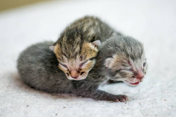 istock Newborn Kittens Sleeping Close Together in Soft Light on Warm Surface, Cozy Morning Nap Photograph 2242882787
