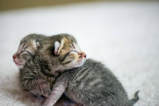 istock Adorable Newborn Kittens Cuddling Together on Soft Blanket, Tiny Fur and Sleepy Faces 2242882805