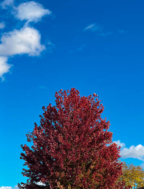 A vibrant red tree stands tall under a clear blue sky with soft clouds, capturing the peaceful beauty and vivid contrast of autumn in nature.