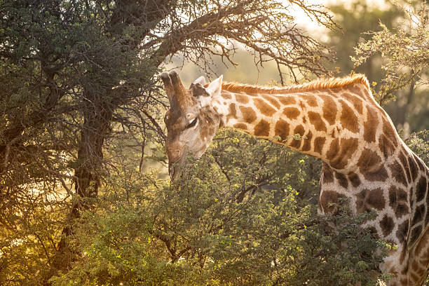 Giraffe eating acacia tree leaves in the wild