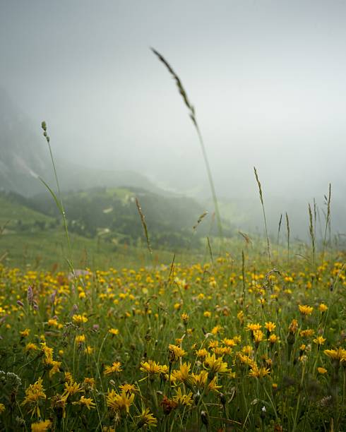 istock Serene meadow with yellow wildflowers under misty sky. 2242889605