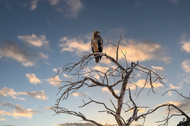 Tawny eagle resting on the highest tree branch at sunset