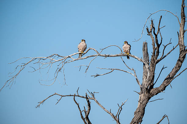 Two young falcons resting on the dry tree branch