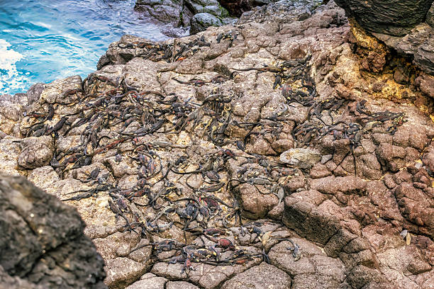 a large group of Marine iguana getting warmth from the sun