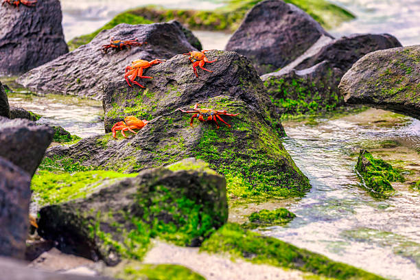 Sally Lightfoot Crabs on a green algae covered rocks
