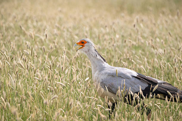 Secretary bird in the savannah