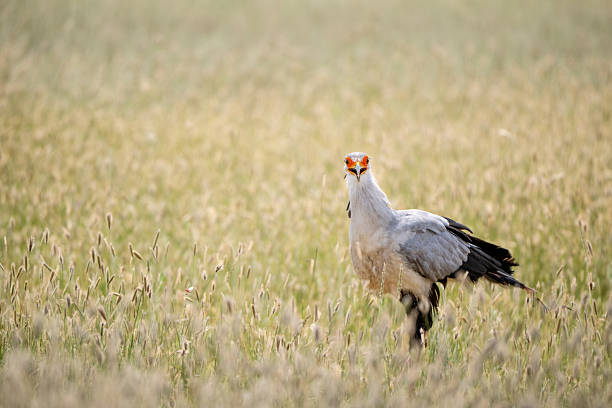 Secretary Bird (Sagittarius serpentarius) flying over a South African Game Reserve.