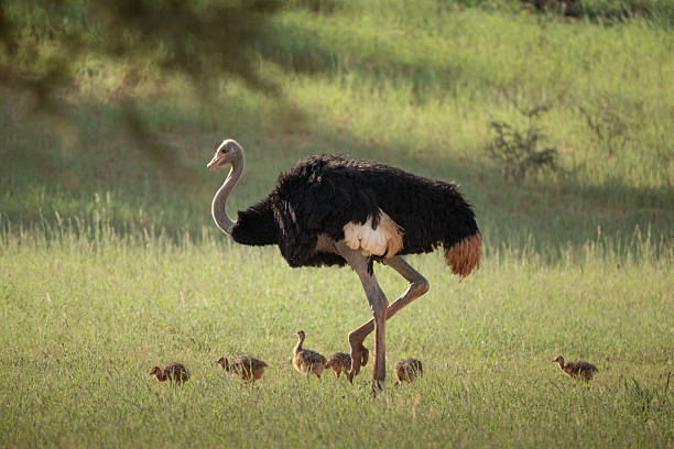 Male ostrich protecting his offspring small chicks
